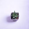 Haworthia Attenuata Live Zebra Succulent plant | Indoor plants For Living Room | Succulent Plants Live Plant | Indore Plant Live With Pot- White |