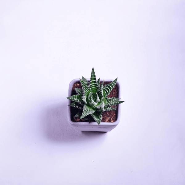 Haworthia Attenuata Live Zebra Succulent plant | Indoor plants For Living Room | Succulent Plants Live Plant | Indore Plant Live With Pot- White |