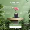 Vibrant Adenium Live Plant with 5 inch Black Pot