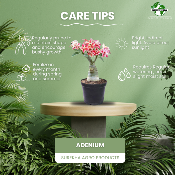 Vibrant Adenium Live Plant with 5 inch Black Pot