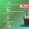 Vibrant Adenium Live Plant with 5 inch Black Pot