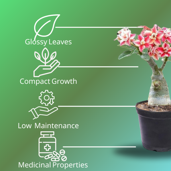 Vibrant Adenium Live Plant with 5 inch Black Pot