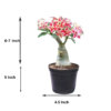 Vibrant Adenium Live Plant with 5 inch Black Pot