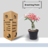 Vibrant Adenium Live Plant with 5 inch Black Pot