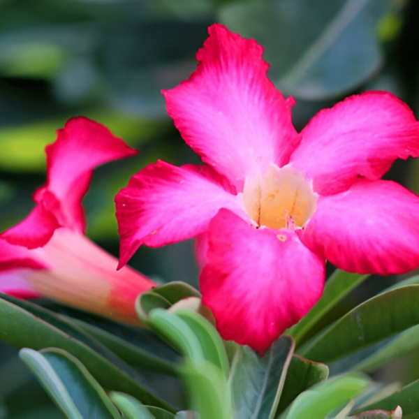 Vibrant Adenium Live Plant with 5 inch Black Pot