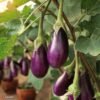Brinjal Seeds(Pack of 20)