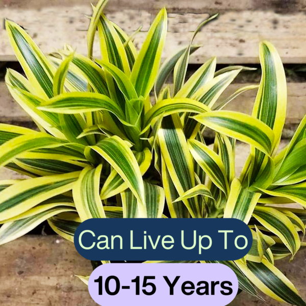 Surekha Agro Products Dracaena Reflexa (Songs of India) - 12-14" with 5" Black Pot | Air-Purifying Indoor Plant for Elegant Decor