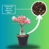 Vibrant Adenium Live Plant with 5 inch Black Pot