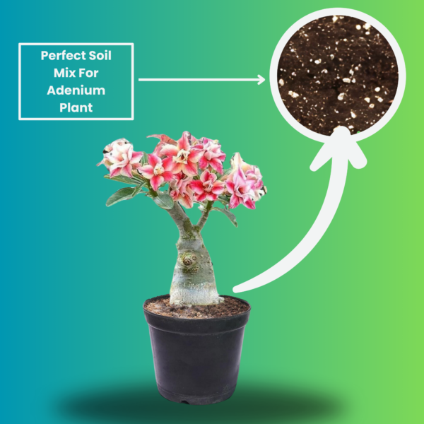 Vibrant Adenium Live Plant with 5 inch Black Pot