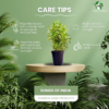 Surekha Agro Products Dracaena Reflexa (Songs of India) - 12-14" with 5" Black Pot | Air-Purifying Indoor Plant for Elegant Decor