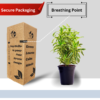 Surekha Agro Products Dracaena Reflexa (Songs of India) - 12-14" with 5" Black Pot | Air-Purifying Indoor Plant for Elegant Decor