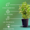 Surekha Agro Products Dracaena Reflexa (Songs of India) - 12-14" with 5" Black Pot | Air-Purifying Indoor Plant for Elegant Decor