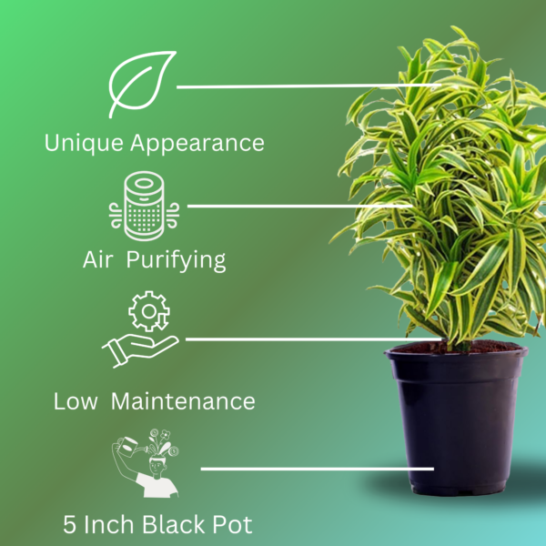 Surekha Agro Products Dracaena Reflexa (Songs of India) - 12-14" with 5" Black Pot | Air-Purifying Indoor Plant for Elegant Decor