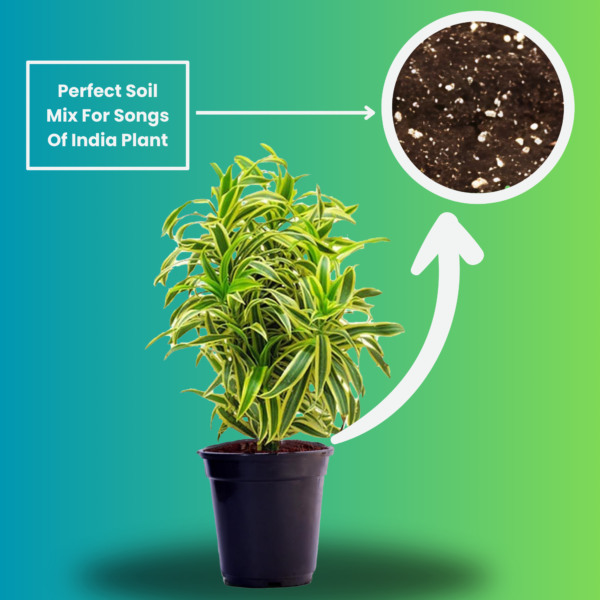 Surekha Agro Products Dracaena Reflexa (Songs of India) - 12-14" with 5" Black Pot | Air-Purifying Indoor Plant for Elegant Decor
