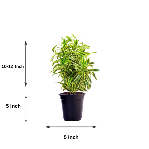 Surekha Agro Products Dracaena Reflexa (Songs of India) - 12-14" with 5" Black Pot | Air-Purifying Indoor Plant for Elegant Decor