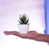 Haworthia Attenuata Live Zebra Succulent plant | Indoor plants For Living Room | Succulent Plants Live Plant | Indore Plant Live With Pot- White |