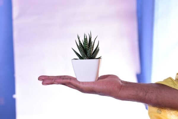 Haworthia Attenuata Live Zebra Succulent plant | Indoor plants For Living Room | Succulent Plants Live Plant | Indore Plant Live With Pot- White |