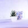 Haworthia Attenuata Live Zebra Succulent plant | Indoor plants For Living Room | Succulent Plants Live Plant | Indore Plant Live With Pot- White |