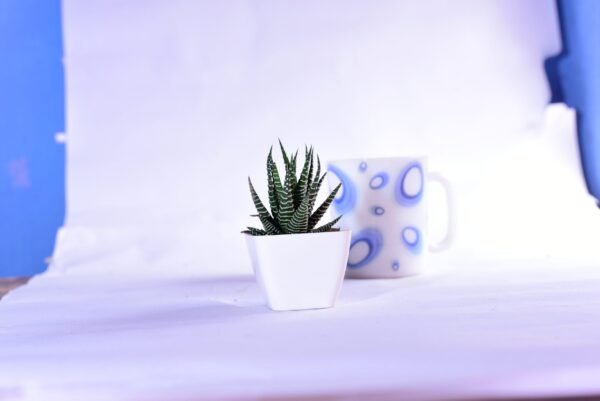 Haworthia Attenuata Live Zebra Succulent plant | Indoor plants For Living Room | Succulent Plants Live Plant | Indore Plant Live With Pot- White |