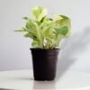Surekha Agro Products Marble Queen Pothos - 12-14" with 5" Black Pot | Air-Purifying Indoor Plant for Easy Care