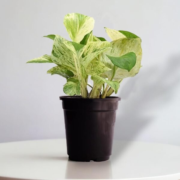Surekha Agro Products Marble Queen Pothos - 12-14" with 5" Black Pot | Air-Purifying Indoor Plant for Easy Care