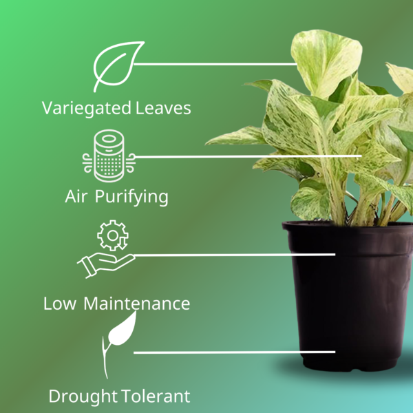 Surekha Agro Products Marble Queen Pothos - 12-14" with 5" Black Pot | Air-Purifying Indoor Plant for Easy Care
