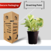 Surekha Agro Products Marble Queen Pothos - 12-14" with 5" Black Pot | Air-Purifying Indoor Plant for Easy Care