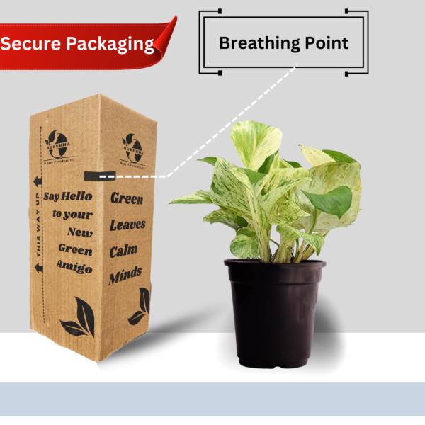 Surekha Agro Products Marble Queen Pothos - 12-14" with 5" Black Pot | Air-Purifying Indoor Plant for Easy Care
