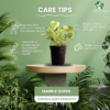 Surekha Agro Products Marble Queen Pothos - 12-14" with 5" Black Pot | Air-Purifying Indoor Plant for Easy Care