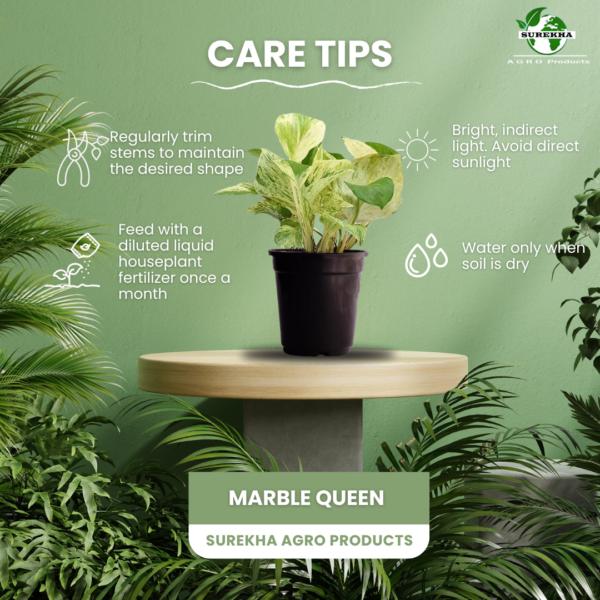 Surekha Agro Products Marble Queen Pothos - 12-14" with 5" Black Pot | Air-Purifying Indoor Plant for Easy Care