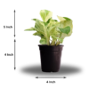 Surekha Agro Products Marble Queen Pothos - 12-14" with 5" Black Pot | Air-Purifying Indoor Plant for Easy Care