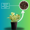 Surekha Agro Products Marble Queen Pothos - 12-14" with 5" Black Pot | Air-Purifying Indoor Plant for Easy Care