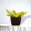 Sanseviera Trifasciata Snake Plant- Yellow