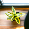 Sanseviera Trifasciata Snake Plant- Yellow
