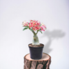 Adenium Live Plant