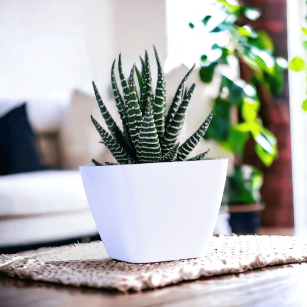 Haworthia Attenuata Live Zebra Succulent plant | Indoor plants For Living Room | Succulent Plants Live Plant | Indore Plant Live With Pot- White |