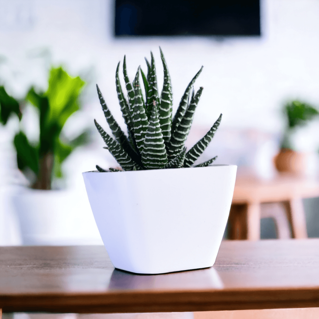 Haworthia Zebra Plant, a popular succulent cactus, displayed in a small white pot as part of an indoor succulent plants collection.