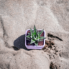 Haworthia Attenuata Live Zebra Succulent plant | Indoor plants For Living Room | Succulent Plants Live Plant | Indore Plant Live With Pot- White |