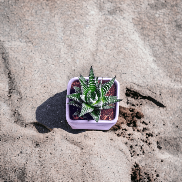 Haworthia Attenuata Live Zebra Succulent plant | Indoor plants For Living Room | Succulent Plants Live Plant | Indore Plant Live With Pot- White |