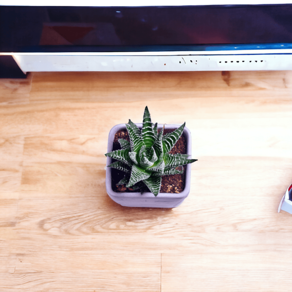Haworthia Attenuata Live Zebra Succulent plant | Indoor plants For Living Room | Succulent Plants Live Plant | Indore Plant Live With Pot- White |