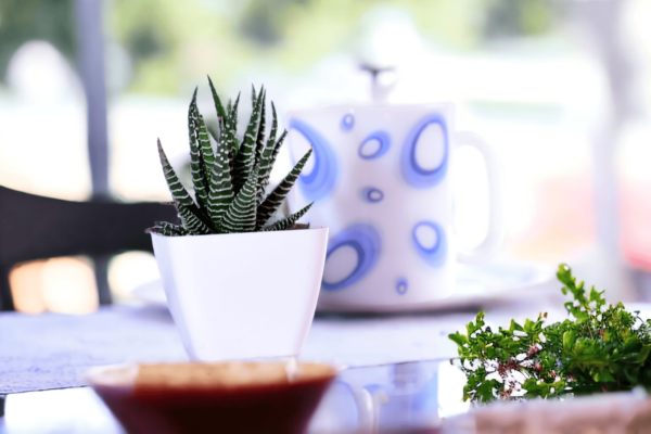 Haworthia Attenuata Live Zebra Succulent plant | Indoor plants For Living Room | Succulent Plants Live Plant | Indore Plant Live With Pot- White |