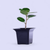 China Bot Plant | Live Healthy Plant | Good Luck Feng Shui Plant