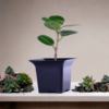 China Bot Plant | Live Healthy Plant | Good Luck Feng Shui Plant