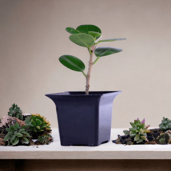 China Bot Plant | Live Healthy Plant | Good Luck Feng Shui Plant