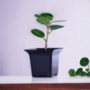 China Bot Plant | Live Healthy Plant | Good Luck Feng Shui Plant