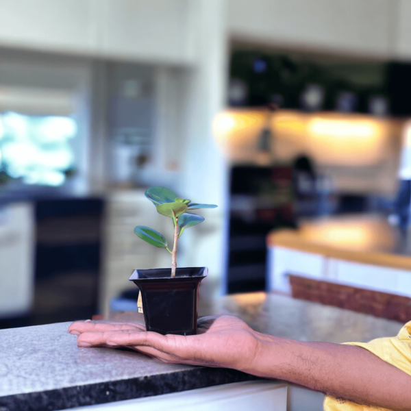 China Bot Plant | Live Healthy Plant | Good Luck Feng Shui Plant