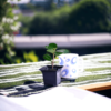 China Bot Plant | Live Healthy Plant | Good Luck Feng Shui Plant