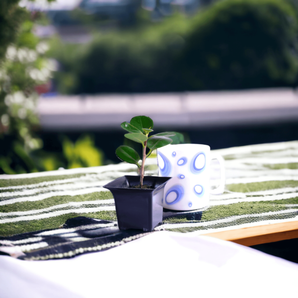 China Bot Plant | Live Healthy Plant | Good Luck Feng Shui Plant