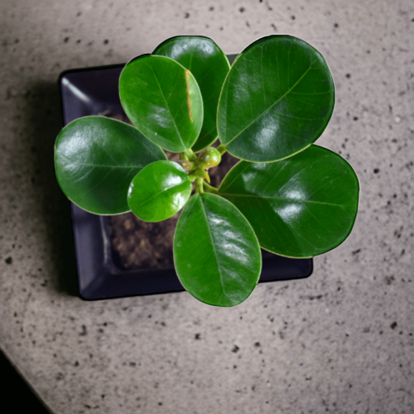 China Bot Plant | Live Healthy Plant | Good Luck Feng Shui Plant