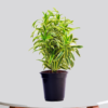 Surekha Agro Products Dracaena Reflexa (Songs of India) - 12-14" with 5" Black Pot | Air-Purifying Indoor Plant for Elegant Decor